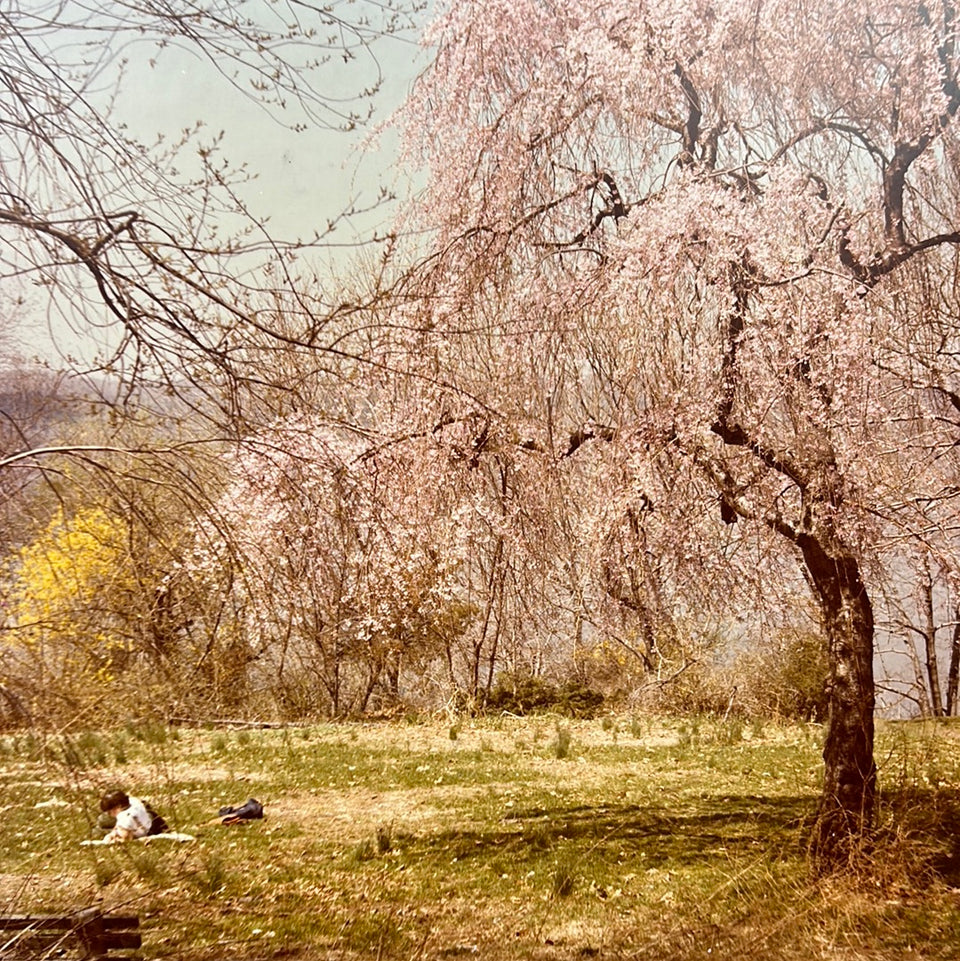 United States - Park at the Cloisters - New York - Photo series by Theo van der Vaart