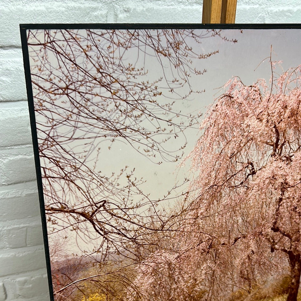 United States - Park at the Cloisters - New York - Photo series by Theo van der Vaart