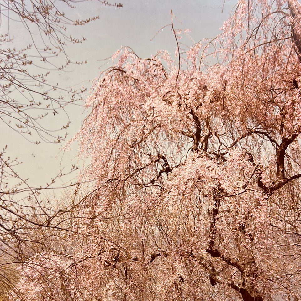 United States - Park at the Cloisters - New York - Photo series by Theo van der Vaart