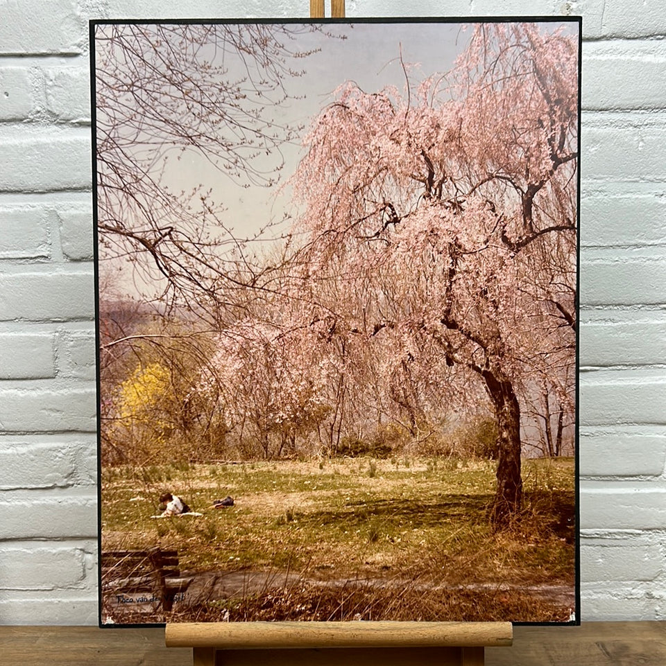 United States - Park at the Cloisters - New York - Photo series by Theo van der Vaart