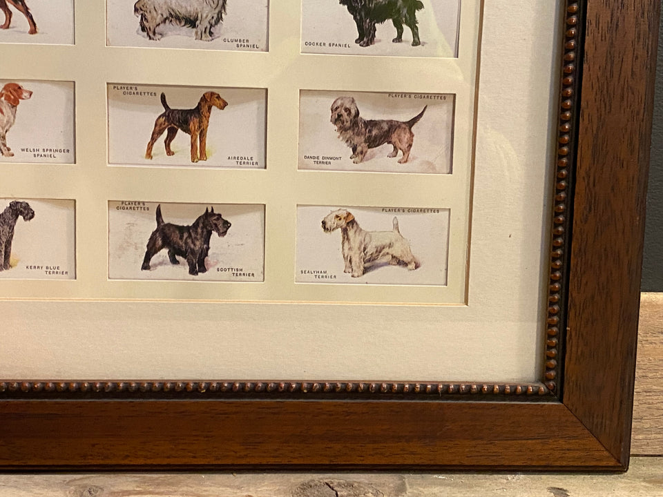 Collection of Dogs cigar bands - framed behind glass