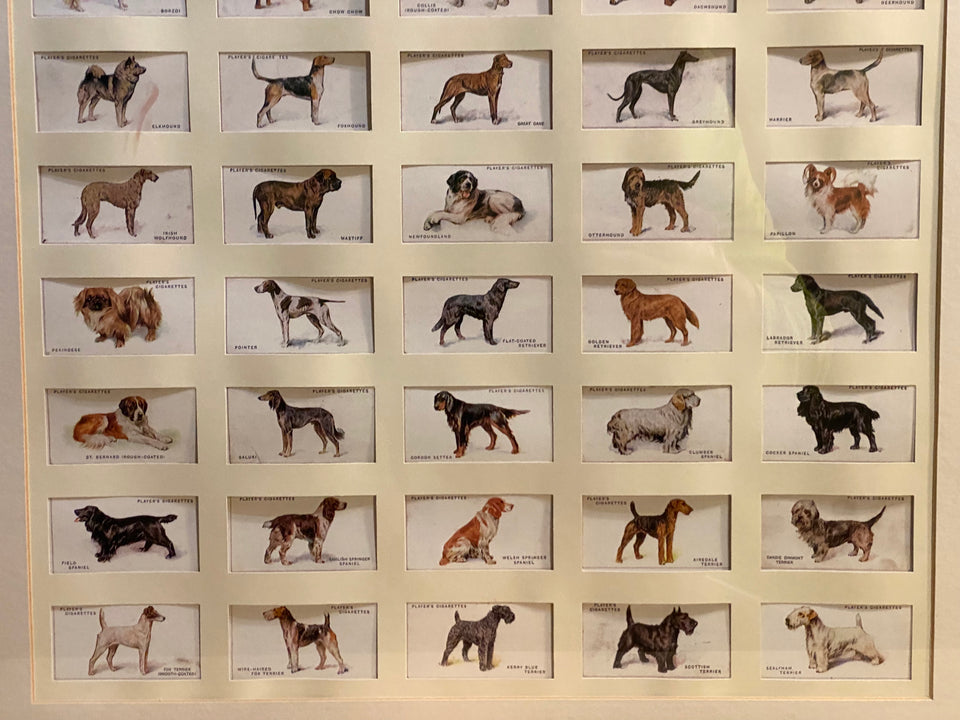 Collection of Dogs cigar bands - framed behind glass
