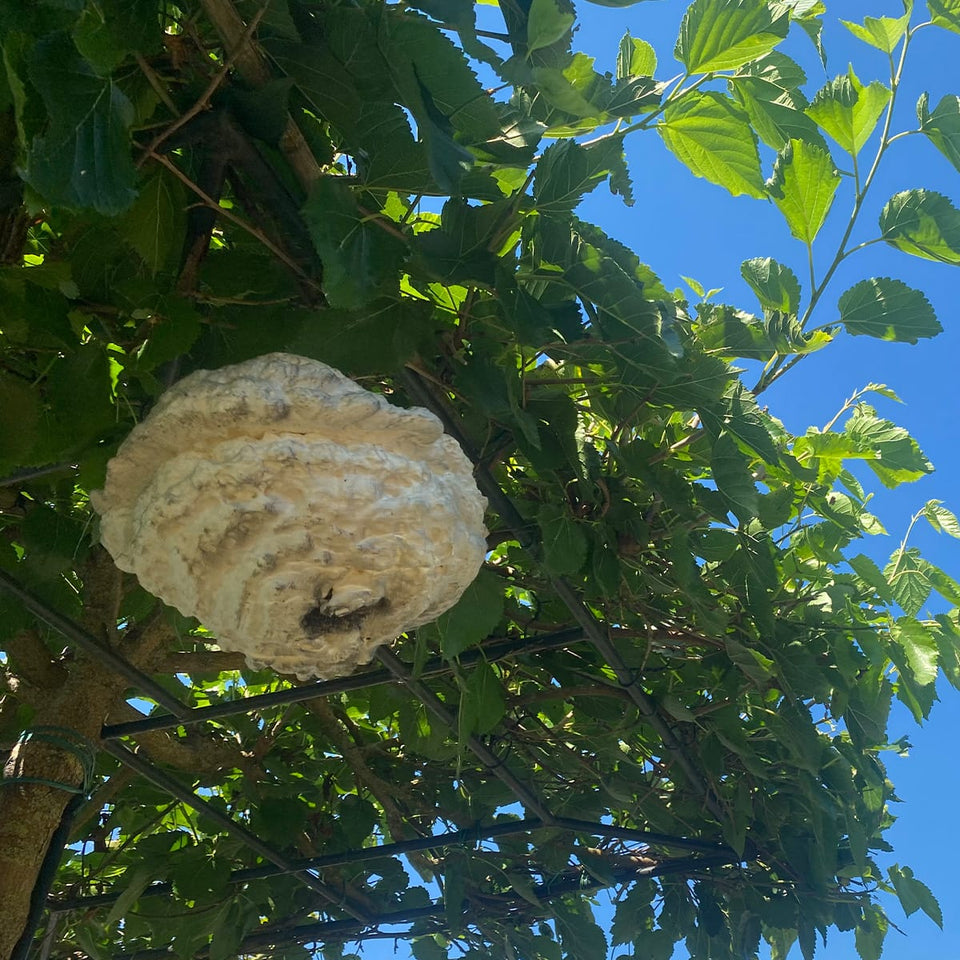 WespenFopper - Fake wasp nest - Keep wasp and bee's out of your garden