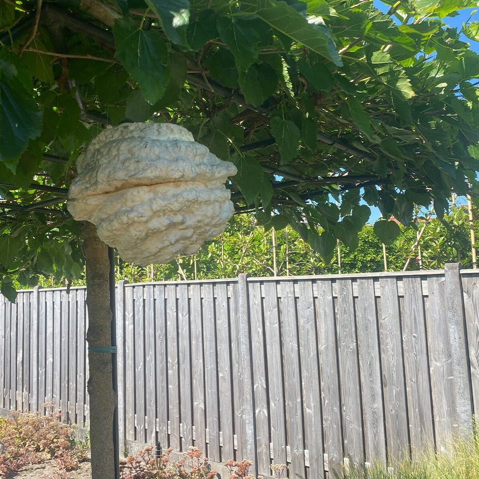 Fake wasp nest - Keep wasp and bee's out of your garden - With etheric oils!