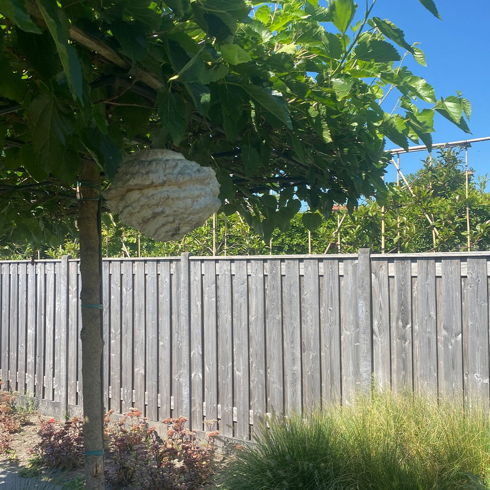 Fake wasp nest - Keep wasp and bee's out of your garden - With etheric oils!