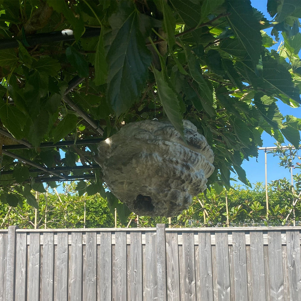 Fake wasp nest - Keep wasp and bee's out of your garden - With etheric oils!