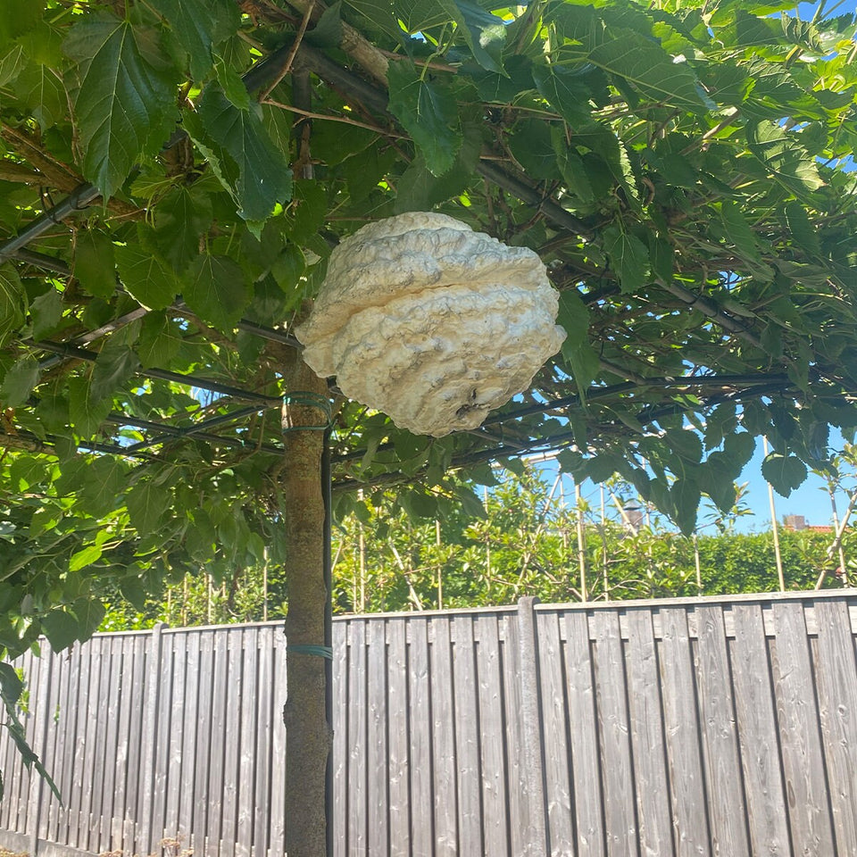 Fake wasp nest - Keep wasp and bee's out of your garden - With etheric oils!