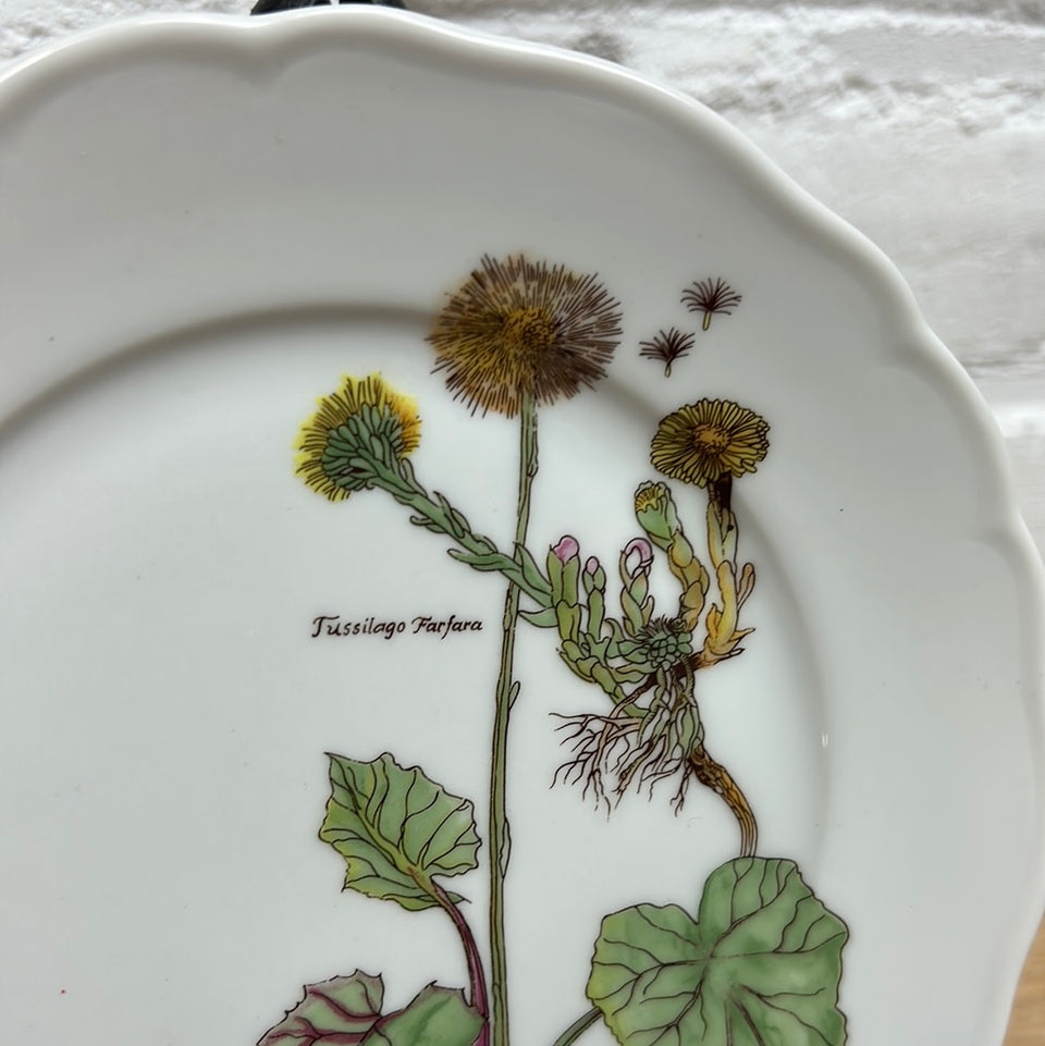 Tussilago Farfara Ceramic Plate Tirschenreuth porcelain