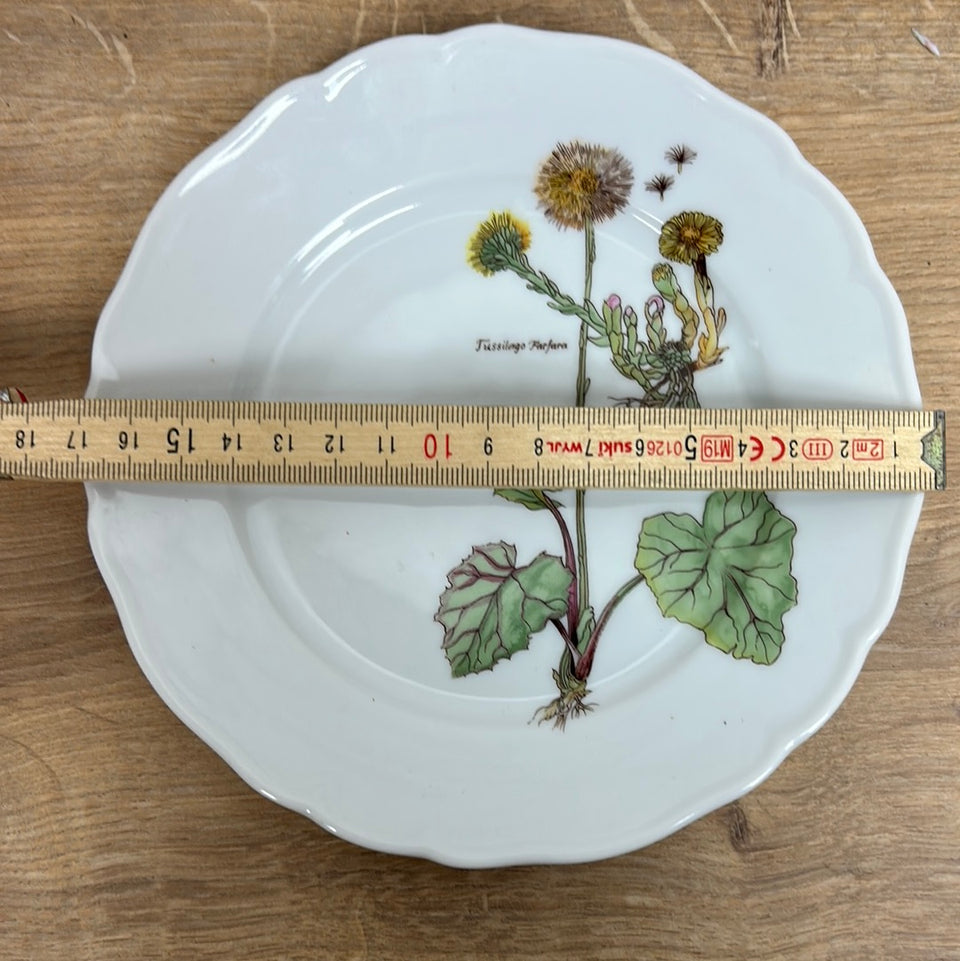 Tussilago Farfara Ceramic Plate Tirschenreuth porcelain