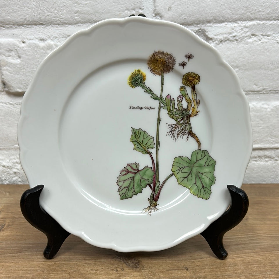 Tussilago Farfara Ceramic Plate Tirschenreuth porcelain