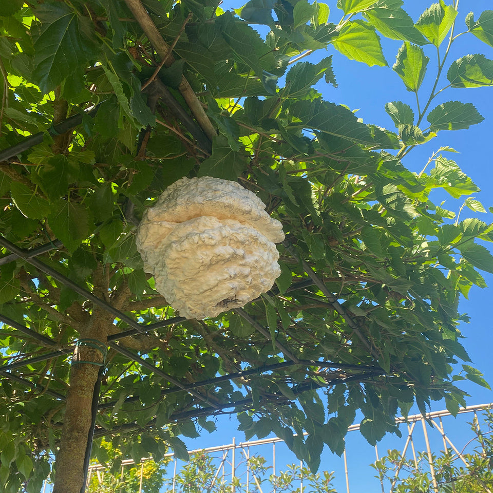 Fake wasp nest - Keep wasp and bee's out of your garden - With etheric oils!