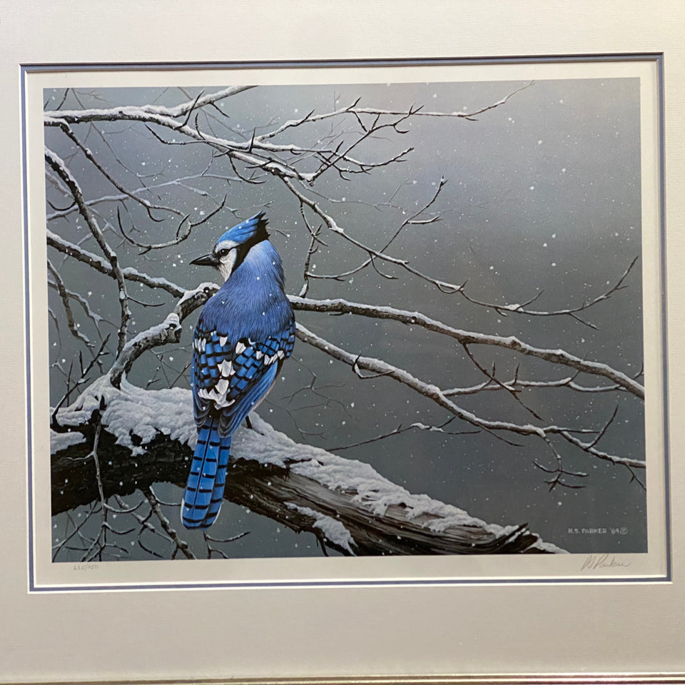 Winter Jay - by Ron (R.S.) Parker - Bluejay - Limited print