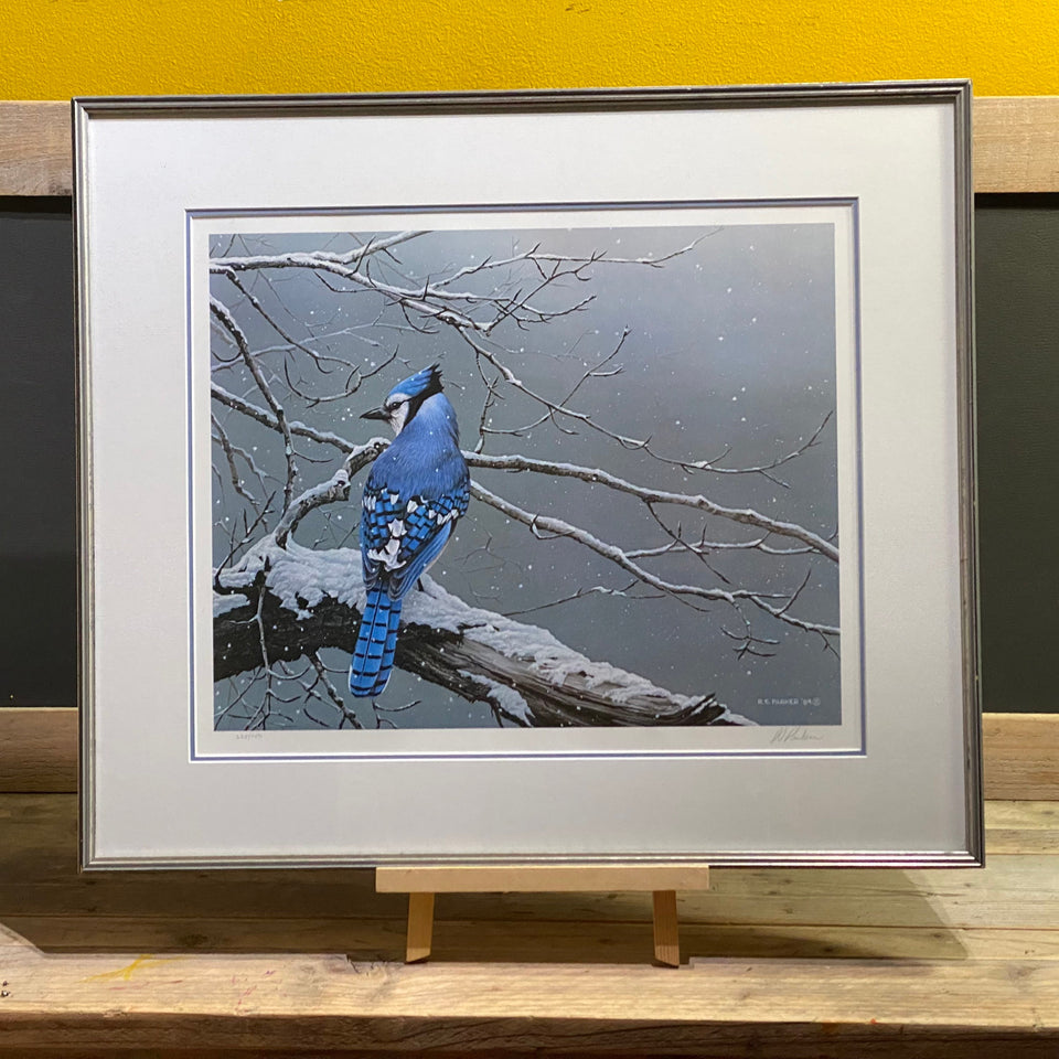 Winter Jay - by Ron (R.S.) Parker - Bluejay - Limited print