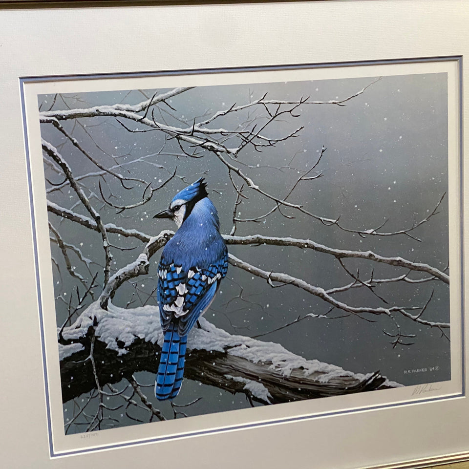 Winter Jay - by Ron (R.S.) Parker - Bluejay - Limited print