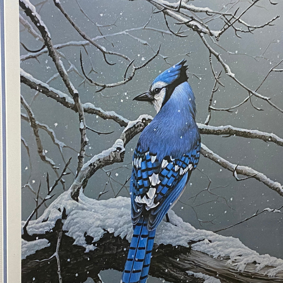 Winter Jay - by Ron (R.S.) Parker - Bluejay - Limited print